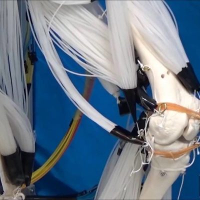 2017 – Musculoskeletal Robot Driven by Multifilament Muscles