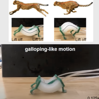 Inspired By Cheetahs, Researchers Build Fastest Soft Robots Yet